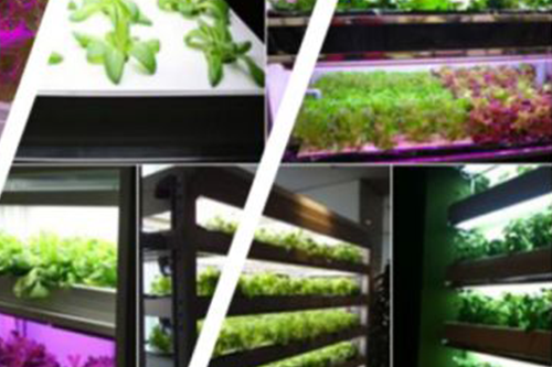 2018年國際植物工廠及農(nóng)業(yè)照明博覽會(huì)