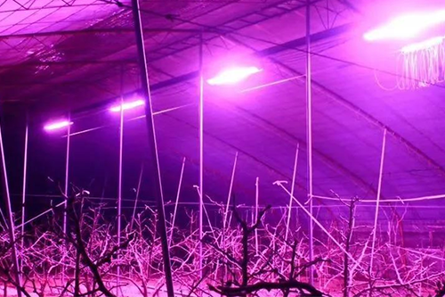 大棚種植戶的福音！