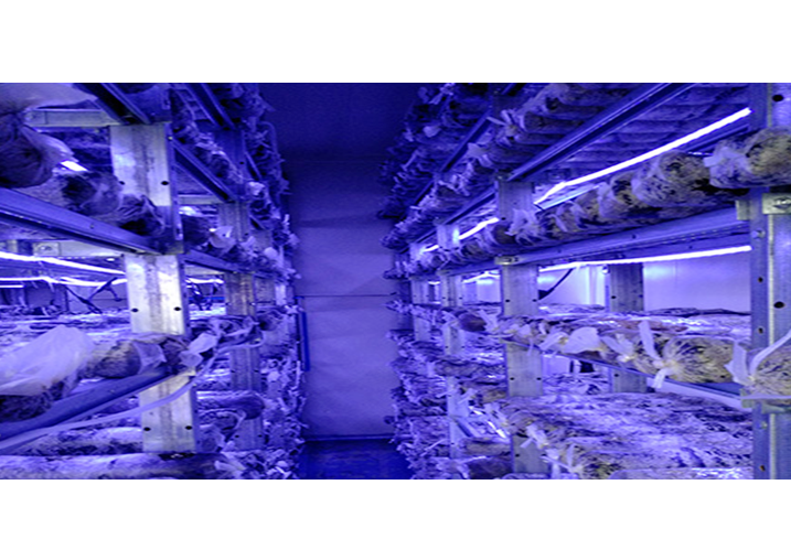 河南精農(nóng)科技股份有限責任公司食用菌菇房案例