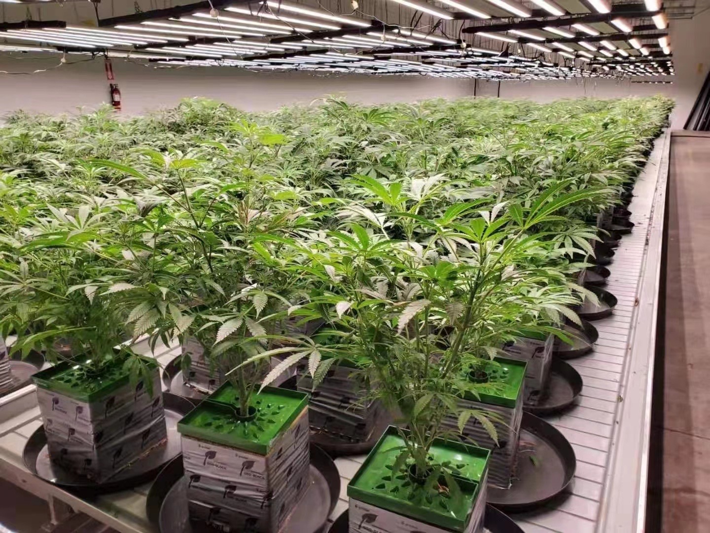 室內(nèi)植物生長(zhǎng)燈使用指南