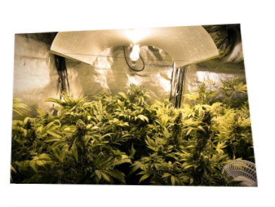 大麻種植技巧：如何設(shè)置室內(nèi)植物燈